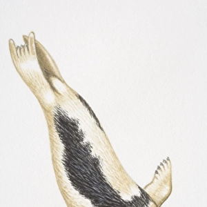 Harp Seal (Phoca groenlandica) diving
