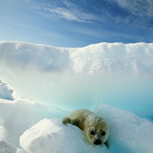 Harp seal (Phoca groenlandica) on iceberg