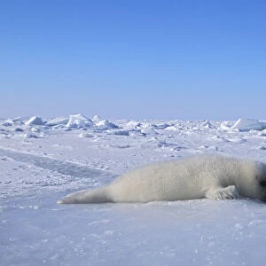 Harp seal (Phoca groenlandica) mother and cub