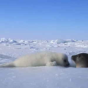 Harp seal (Phoca groenlandica) mother and cub Harp seal (Phoca groenlandica) mother and cub