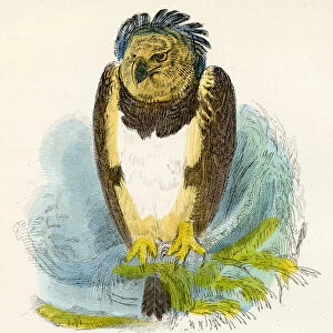 Harpy eagle bird engraving 1893