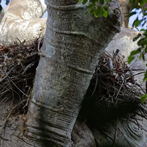 Harpy Eagle nest