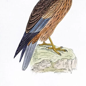 Harrier bird 19 century illustration