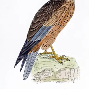 Harrier bird 19 century illustration Harrier bird 19 century illustration