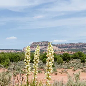 Harrimans yucca (Yucca harrimaniae), Coral Pink Sand Dunes State Park, Kanab, Utah, USA