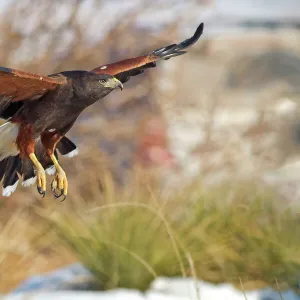 Nature & Wildlife Metal Print Collection: Phoo Chan Bird and Nature Photography