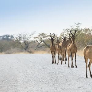 Hartebeests -Alcelaphus buselaphus-, herd, Etosha National Park, Namibia