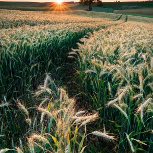 Harvest