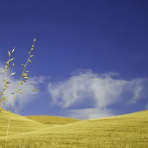 Harvested wheat field, Palouse Hills, WA