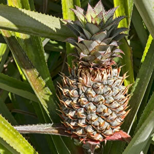 Hawaiian pineapple -Ananas sp. -, Mo orea, French Polynesia