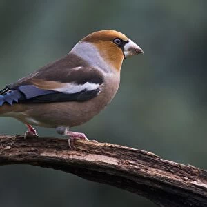 Hawfinch (Coccothraustes coccothraustes) sits on branch, Emsland, Lower Saxony, Germany