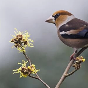 Hawfinch (Coccothraustes coccothraustes), sitting on a branch of the Witch-hazel, Emsland, Lower Saxony, Germany