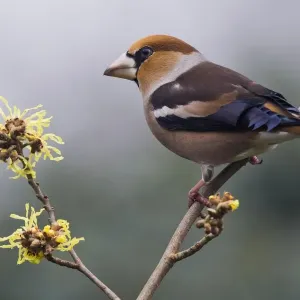Hawfinch (Coccothraustes coccothraustes), sitting on a branch of the Witch-hazel, Emsland, Lower Saxony, Germany Hawfinch (Coccothraustes coccothraustes), sitting on a branch of the Witch-hazel, Emsland, Lower Saxony, Germany
