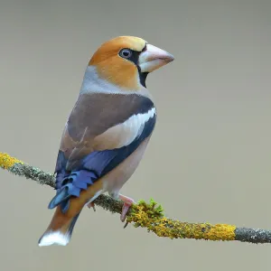 Hawfinch (Coccothraustes coccothraustes), male sitting on lichen-covered branch, Siegerland, North Rhine-Westphalia, Germany