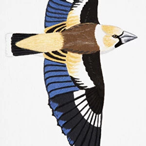 Hawfinch (Coccothraustes coccothraustes), adult