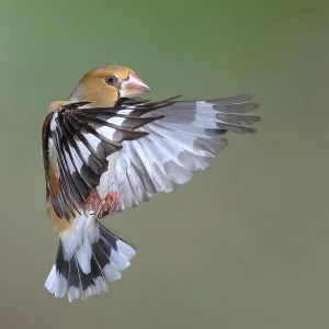 Hawfinch (Coccothraustes coccothraustes) in flight, flight photo, Siegerland, North Rhine-Westphalia, Germany