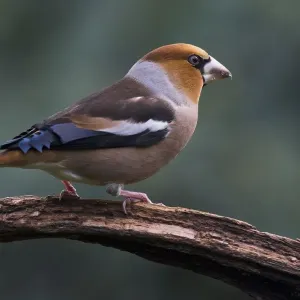 Hawfinch (Coccothraustes coccothraustes) sits on branch, Emsland, Lower Saxony, Germany Hawfinch (Coccothraustes coccothraustes) sits on branch, Emsland, Lower Saxony, Germany