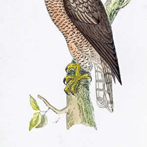 Hawk bird 19 century illustration