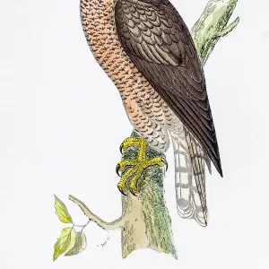 Hawk bird 19 century illustration Hawk bird 19 century illustration