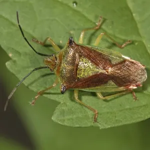 Hawthorn shield bug -Acanthosoma haemorrhoidale-, Untergroeningen, Baden-Wuerttemberg, Germany, Europe Hawthorn shield bug -Acanthosoma haemorrhoidale-, Untergroeningen, Baden-Wuerttemberg, Germany, Europe