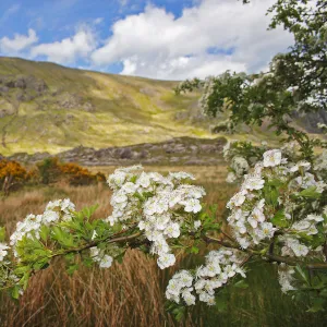 Hawthorn Tree Flowers In The Gap Of Dunloe Valley Outside Killarney