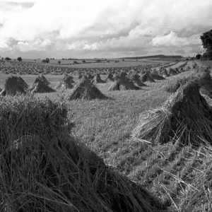 Haystacks Print, 4th September 1948 Haystacks Print, 4th September 1948
