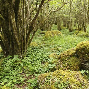 Hazel woods, Burren National Park, County Clare, Ireland, Europe