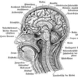 Head and brain anatomy engraving 1857