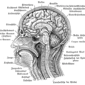 Head and Brain Anatomy Engraving Print 1857 Head and Brain Anatomy Engraving Print 1857