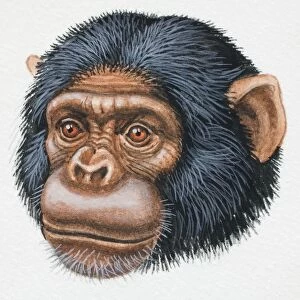 Head of a Chimpanzee, Pan troglodytes, looking ahead, front view