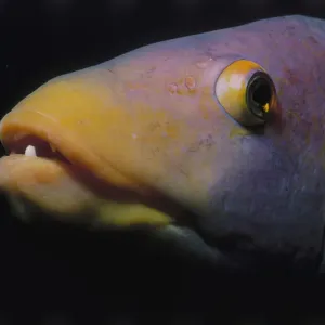 Head of Hogfish Head of Hogfish