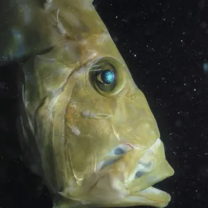 John Dory Fish Head Print John Dory Fish Head Print