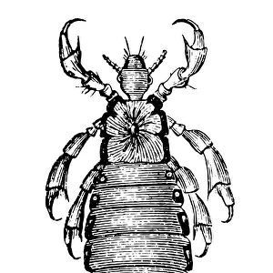 Head louse (Pediculus humanus capitis)