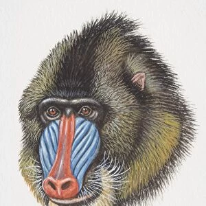 Head of a Mandrill, Mandrillus sphinx, monkey with a blue and red nose