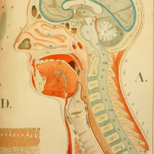 Head, Neck And Larynx Head, Neck And Larynx