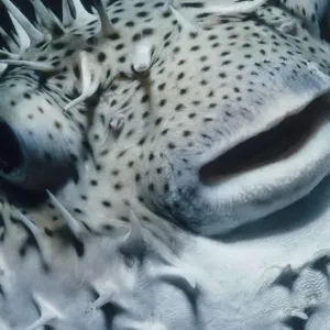 Head of Pufferfish Head of Pufferfish