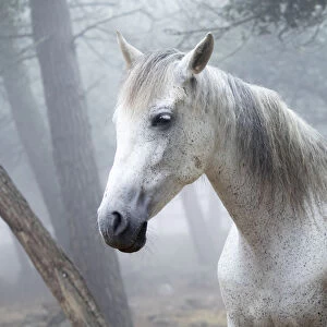 Head of a white horse outdoors between the fog
