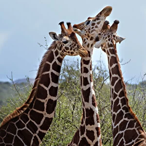 Three Heads are Better Than One - Reticulated Giraffes in Laikipia
