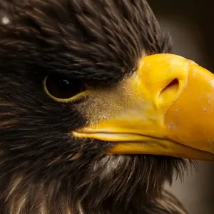 Headshot of Stellers sea eagle (Haliaeetus pelagicus) Headshot of Stellers sea eagle (Haliaeetus pelagicus)