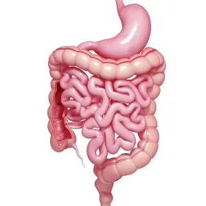 Healthy Digestive System Print Healthy Digestive System Print