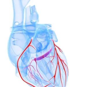 Healthy heart, artwork Healthy heart, artwork