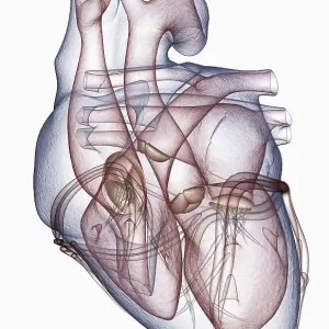 The heart