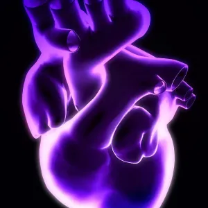 The heart