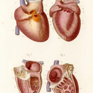 The heart anatomy engraving 1886 The heart anatomy engraving 1886