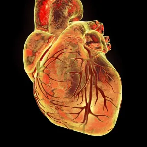Heart with Coronary Vessels Print Heart with Coronary Vessels Print
