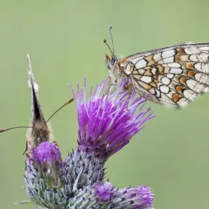 Two Heath Fritillary butterflies -Melitaea athalia- perched on a Spiny Plumeless Thistle -Carduus acanthoides-, North Hesse, Hesse, Germany Two Heath Fritillary butterflies -Melitaea athalia- perched on a Spiny Plumeless Thistle -Carduus acanthoides-, North Hesse, Hesse, Germany
