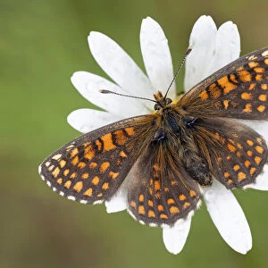 Heath Fritillary -Melitaea athalia-, butterfly perched on an Ox-eye Daisy -Leucanthemum vulgare-, North Hesse, Hesse, Germany