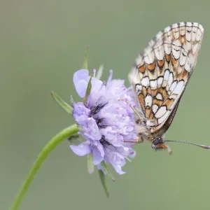 Heath Fritillary -Melitaea athalia-, butterfly perched on a Field Scabiosa -Knautia arvensis-, North Hesse, Hesse, Germany Heath Fritillary -Melitaea athalia-, butterfly perched on a Field Scabiosa -Knautia arvensis-, North Hesse, Hesse, Germany