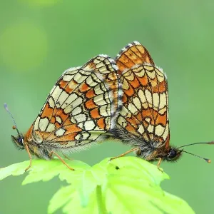 Heath fritillary (Melitaea athalia), also Common Fritillary, mating, sitting on leaf of a meadow plant, North Rhine-Westphalia, Germany Heath fritillary (Melitaea athalia), also Common Fritillary, mating, sitting on leaf of a meadow plant, North Rhine-Westphalia, Germany