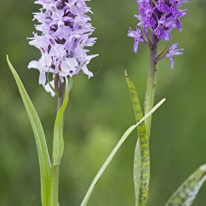 Heath spotted orchid, Moorland spotted orchid (Dactylorhiza maculata)